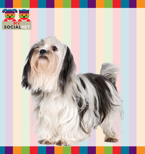 Shih tzu - My Social Pet